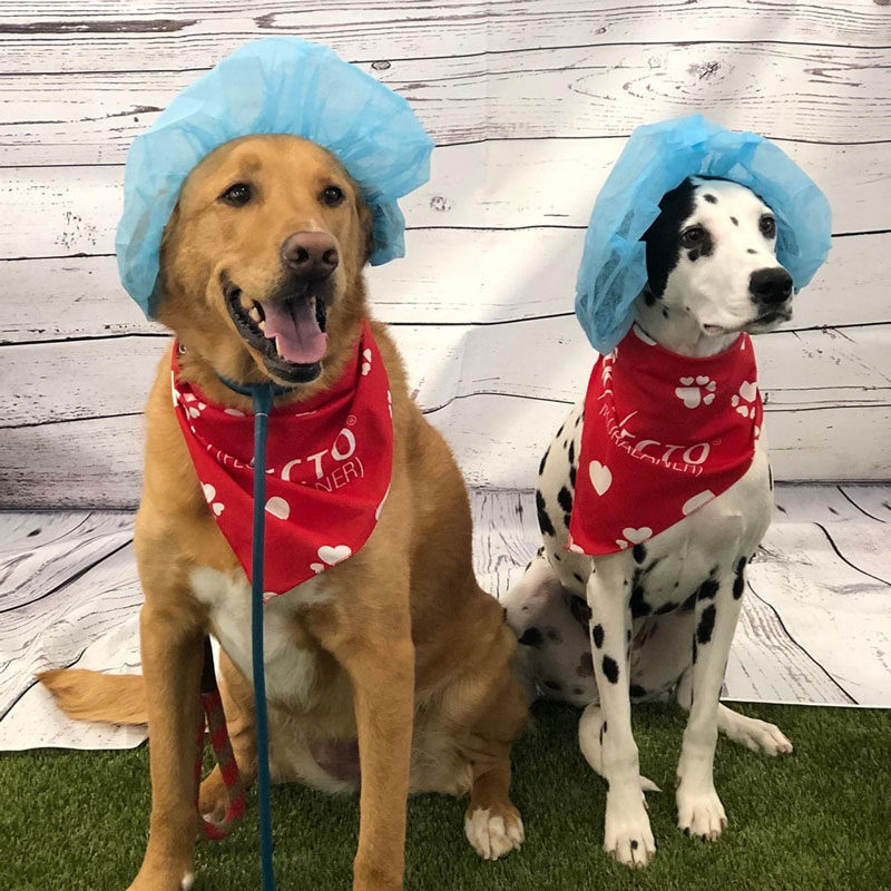 Two Dogs With Caps