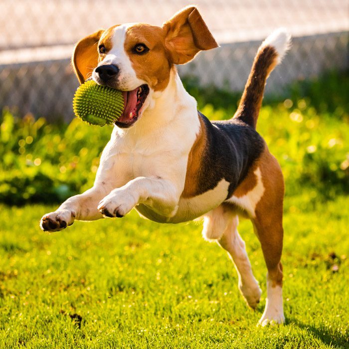 Cute Dog Playing With Ball Outside