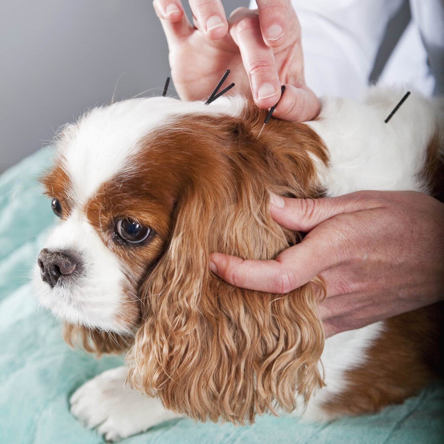 Dog Acupuncture Treatment