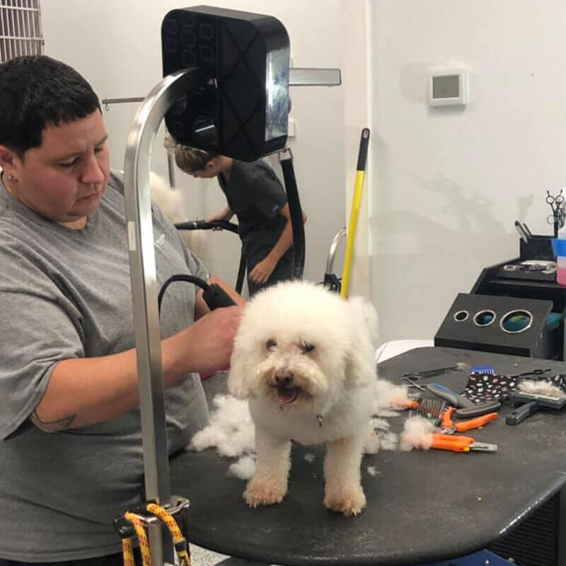 Dog Getting Groomed