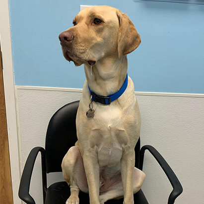 Dog Sitting On Chair