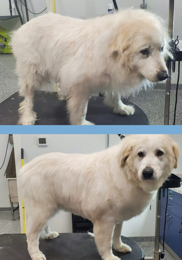 Grooming Before After