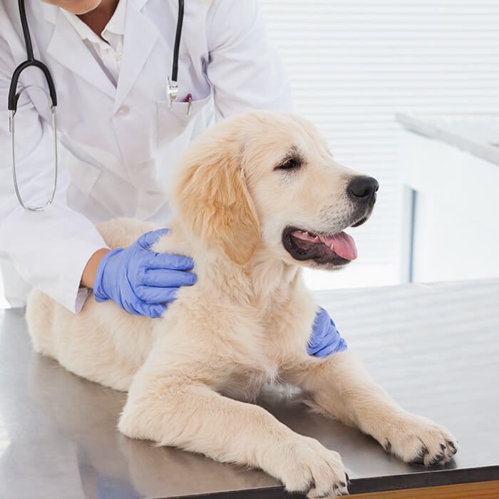 Veterinarian examining golden retriever puppy