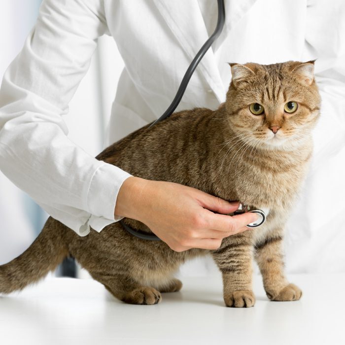 veterinarian examining brown cat