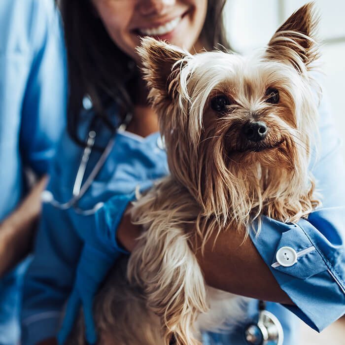 Veterinarian holding small dog